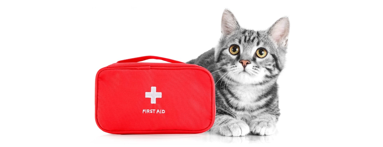 Feline First Aid